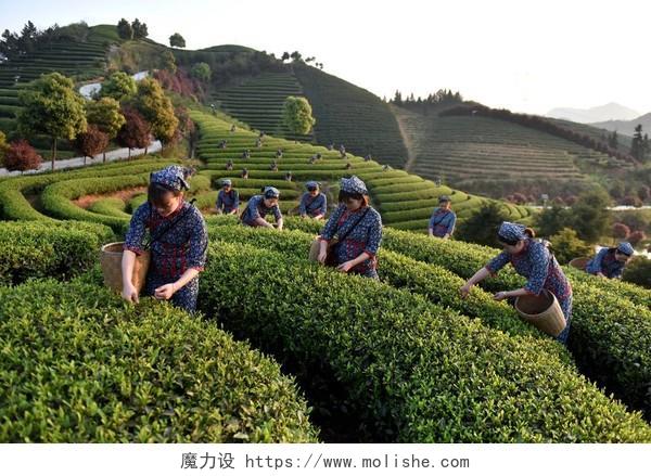 中国在茶园收获茶叶传统二十四节气24节气清明节清明
